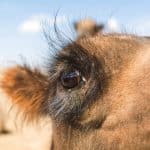 Camel Eye