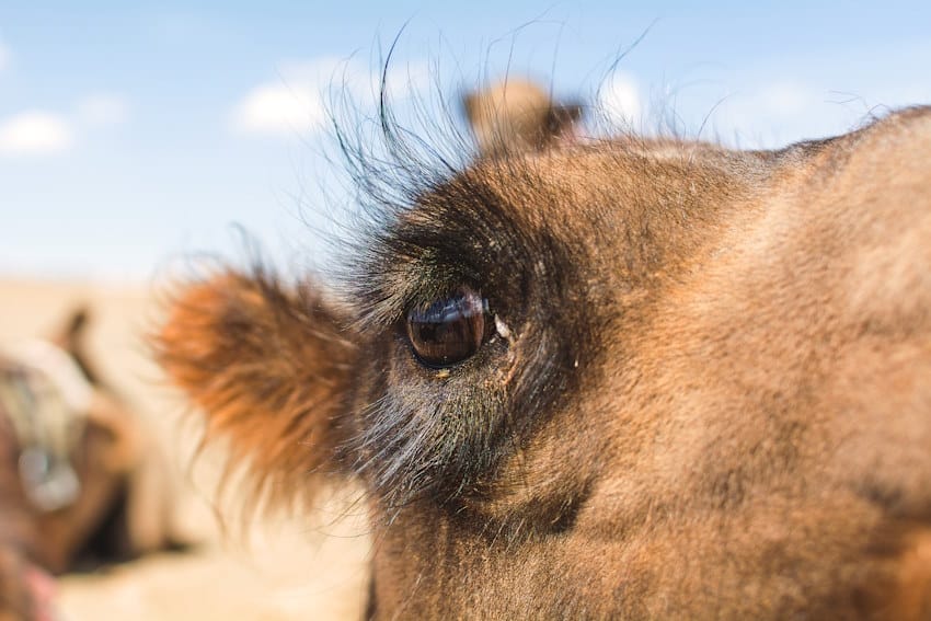 Camel Eye