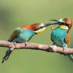 Bee-eaters with multicolored feathers sitting on the tree branch