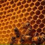 close-up-honeycomb-with-bee-honey-ai-generative_123827-23668