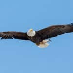 eagle-6390031_1280