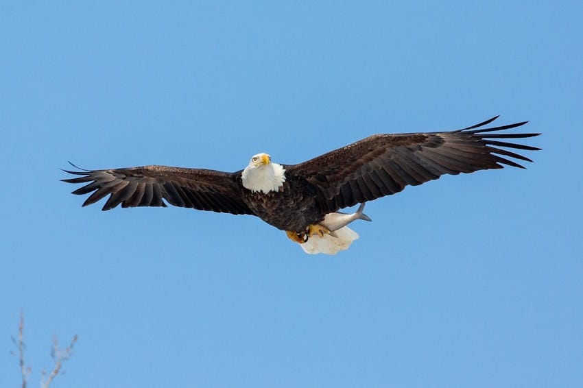 eagle-6390031_1280