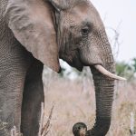 elephant-6723451_1280