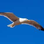Flying seagull