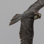 peregrine-6586948_1280