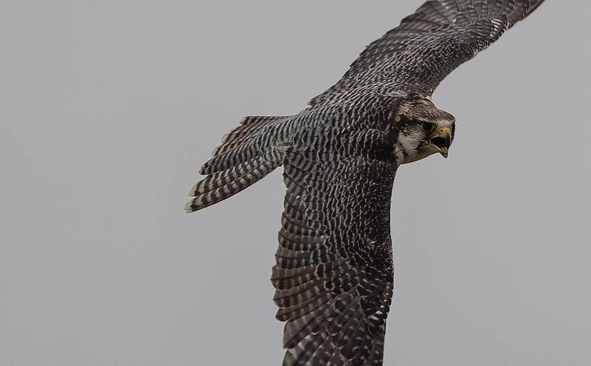 peregrine-6586948_1280