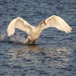 swan-4399170_1280