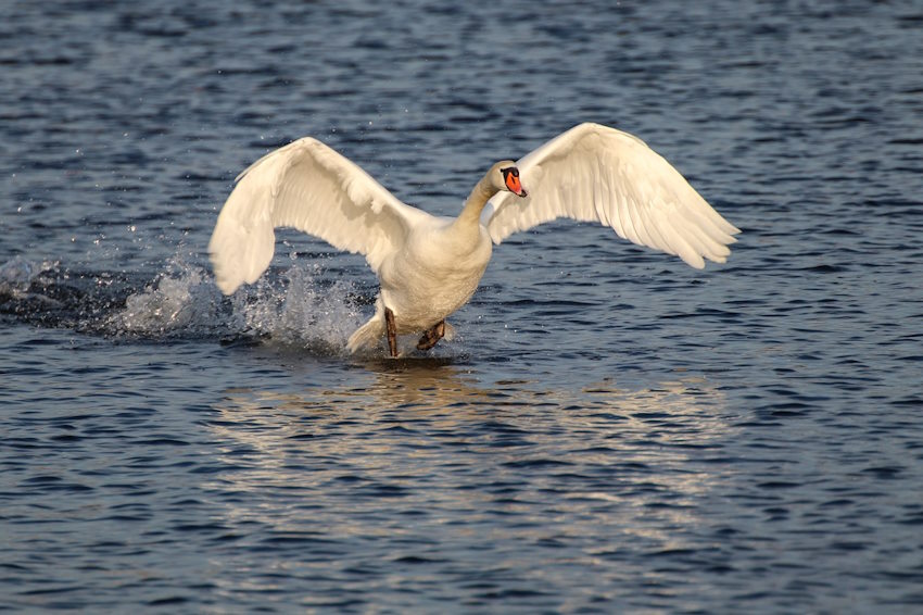 swan-4399170_1280