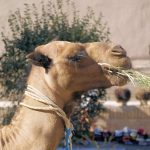camel-4059111_1280