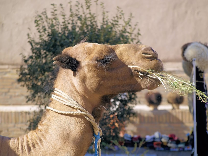 camel-4059111_1280