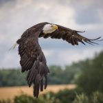 eagle-2776081_1280