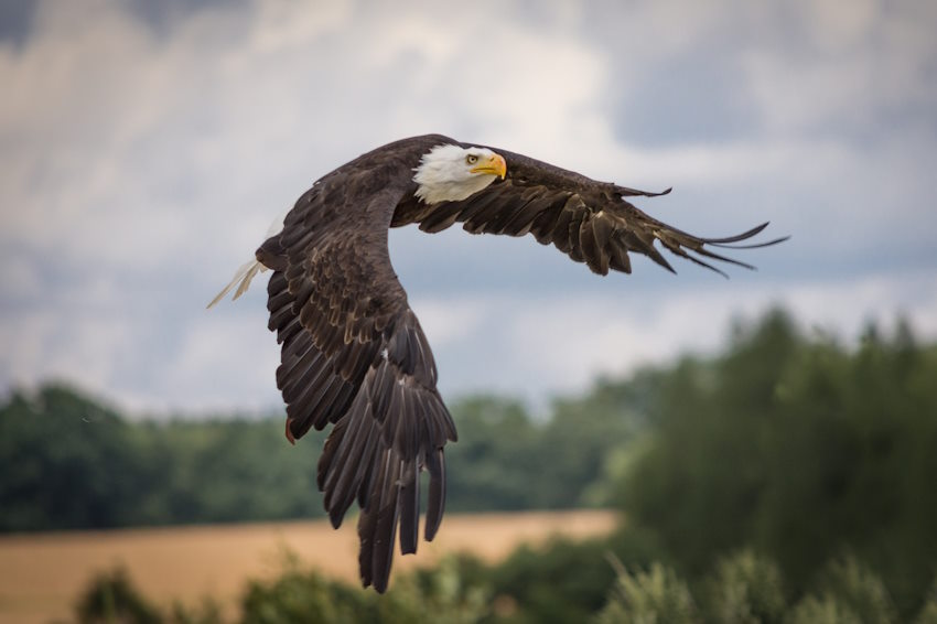 eagle-2776081_1280