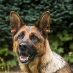 guard-dog-4834445_1280