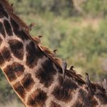 oxpecker-4476988_1280