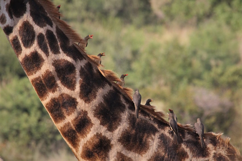 oxpecker-4476988_1280