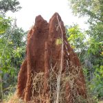 termite-2078965_1280
