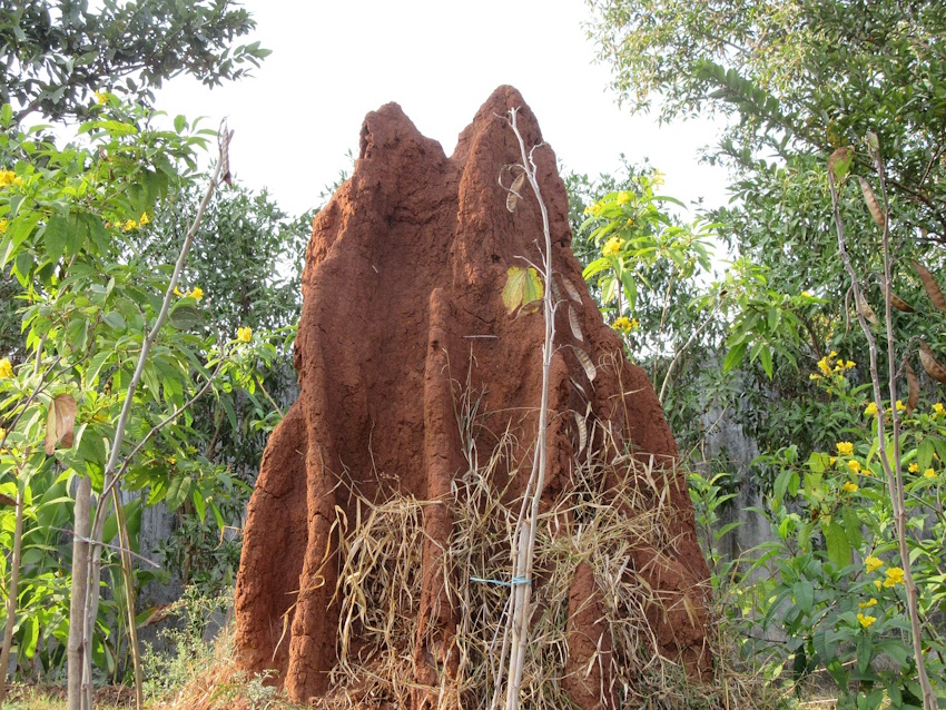 termite-2078965_1280