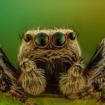 spider-2313079_1280