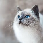 mikhail-vasilyev-IFxjDdqK_0U-unsplash
